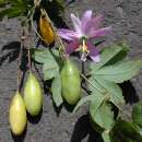 Passionsfrucht, Bananen-Maracuja  Curuba - Passiflora...
