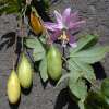 Passionsfrucht, Bananen-Maracuja  Curuba - Passiflora mollissima- Samen