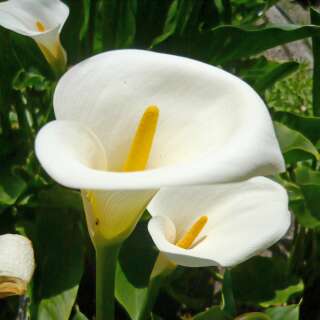 Calla - Zantedeschia aethiopica - Samen