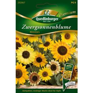 Sonnenblume, Zwergsonenblume Ministars - Helianthus...
