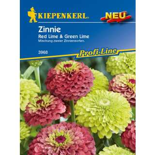 Zinnie Red Lime & Green Lime - Zinnia elegans - Samen