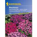 Blaukissen Superbissima Elite PROFILINE - Aubrieta x cultorum - Samen