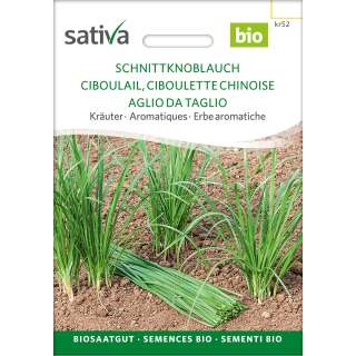 Schnittknoblauch - Allium tuberosum - BIOSAMEN