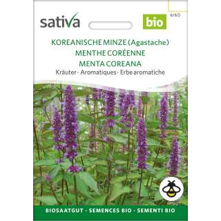 Agastache, Koreanische Minze - Agastache rugosa - BIOSAMEN