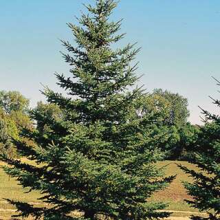 Weiss-Fichte - Picea glauca - Samen