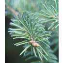 Weiss-Fichte - Picea glauca - Samen