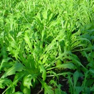 Rucola, Doppelsame - Diplotaxis erucoides - Demeter...