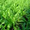 Rucola, Doppelsame - Diplotaxis erucoides - Demeter Biologische Samen