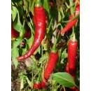 Chili, Peperoncini Alpenchili - Capsicum annuum - Demeter biologische Samen