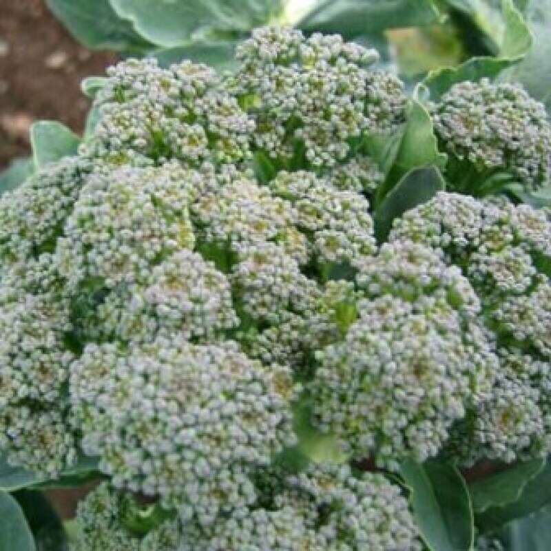 Broccoli Le Precieux - Brassica oleracea - Demeter Biologische Samen