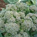 Broccoli Le Precieux - Brassica oleracea - Demeter...