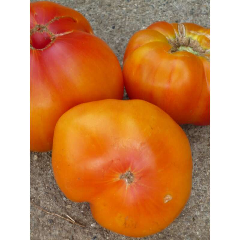Tomate Ananas - Lycopersicon esculentum  - Demeter biologische Samen