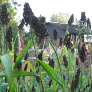 Getreide Hirse, schwarze - Sorghum bicolor - Demeter Biologische Samen