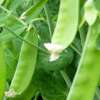 Erbse Telephon - Pisum sativum - Demeter biologische Samen