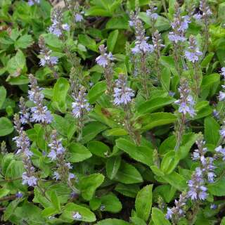 Ehrenpreis, echter - Veronica officinalis - Samen