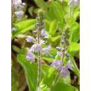 Ehrenpreis, echter - Veronica officinalis - Samen