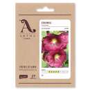 Malve, Stockrose Mischung dunkelrot - Alcea rosea  -...