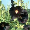 Malve, Stockrose Mischung dunkelrot - Alcea rosea  -...