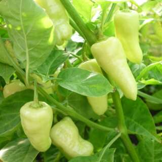 Chili, Peperoncini Gelbe Zwerge - Capsicum annuum -...