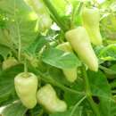 Chili, Peperoncini Gelbe Zwerge - Capsicum annuum - Demeter biologische Samen