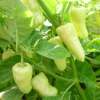 Chili, Peperoncini Gelbe Zwerge - Capsicum annuum - Demeter biologische Samen