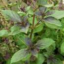 Basilikum Ararat - Ocimum basilicum - Demeter Biologische...