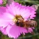 Wildbienen Samenmischung Mager - Diverse species -...