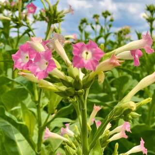 Tabak, Ziertabak hoch - Nicotiana tabacum - Demeter Biologische Samen