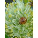 Schnittzwiebel - Allium fistulosum  - Demeter Biologische...