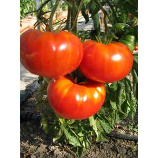 Tomate Belle du Marché - Lycopersicon esculentum  - Demeter biologische Samen