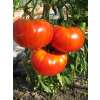 Tomate Belle du Marché - Lycopersicon esculentum  - Demeter biologische Samen