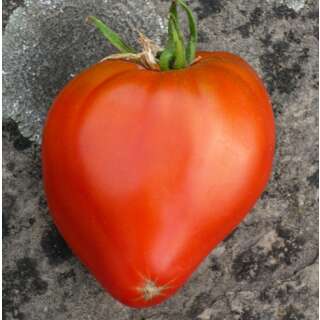 Tomate Herztomate Riehen - Lycopersicon esculentum  -...