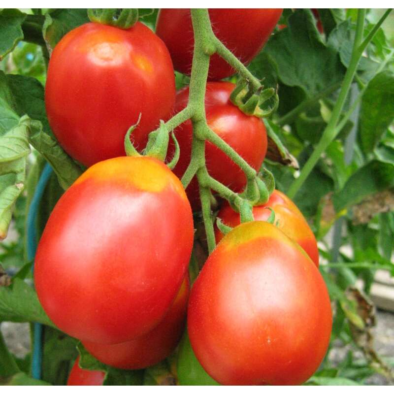 Tomate Löwenherz - Lycopersicon esculentum  - Demeter biologische Samen