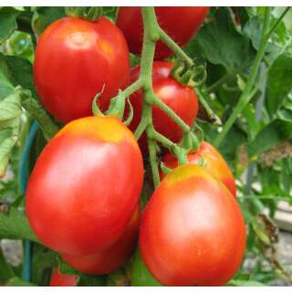 Tomate Löwenherz - Lycopersicon esculentum  - Demeter biologische Samen