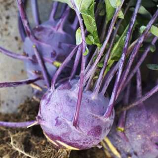 Kohlrabi Blaro Roggli - Brassica oleracea gongylodes -...