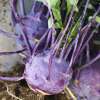 Kohlrabi Blaro Roggli - Brassica oleracea gongylodes - Demeter biologische Samen
