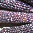 Mais, Popcornmais Lila Pop - Zea mays - Demeter Biologische Samen