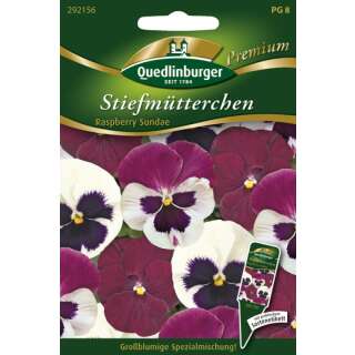Stiefmütterchen Raspberry Sundae - Viola...