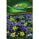 Blumenmischung, Duftblumen Schokolade mit Sahne - Diverse species - Berlandiera Iyrata / Heliotropium arborescens - Samen