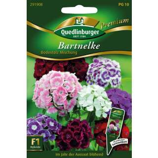Bartnelke Bodestolz Mischung - Dianthus barbatus - Samen