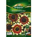 Sonnenblume Florenza - Helianthus annuus - Samen