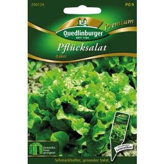 Pflücksalat Oaker - Lactuca sativa var. acephala -...