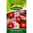 Margerite, bunte Robinsons Riesen - Chrysanthemum...