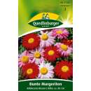 Margerite, bunte Robinsons Riesen - Chrysanthemum coccineum (Pyrethrum) - Samen