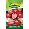 Margerite, bunte Robinsons Riesen - Chrysanthemum coccineum (Pyrethrum) - Samen