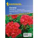 Geranie Orbit Rot F1 PROFILINE - Pelargonium x zonale - Samen