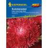 Aster, Sommeraster Lady Coral Deep Red PROFILINE - Callistephus chinensis - Samen