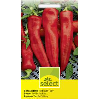 Gemüsepaprika Red Bull´s Horn - Capsicum annuum - Samen
