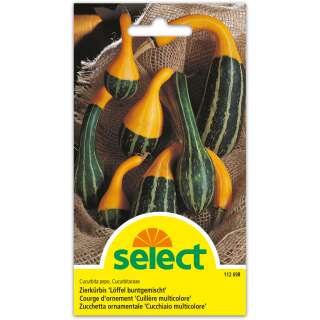 Zierkürbis Löffel buntgemischt - Cucurbita pepo, Cucurbitaceae - Samen