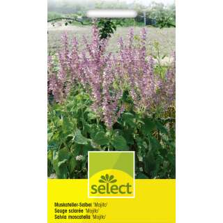 Muskatellersalbei Mojito - Salvia sclarea - Samen